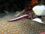 Cryonoid Cling Fish